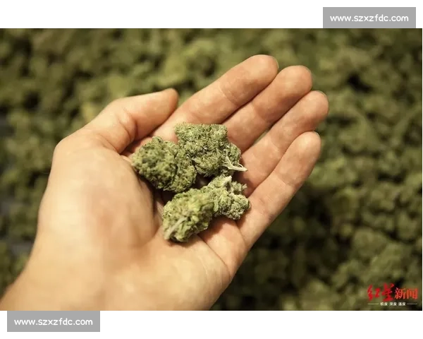 康迪特视角下的大麻争议与社会影响深度解析 康迪特视角下的大麻争议与社会影响深度解析